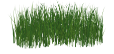 Газонные травы